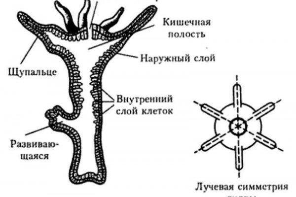 Кракен площадка торговая kr2web in