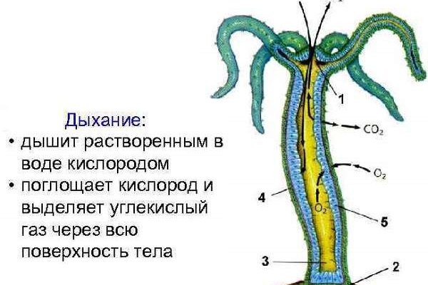 Как пополнить кракен